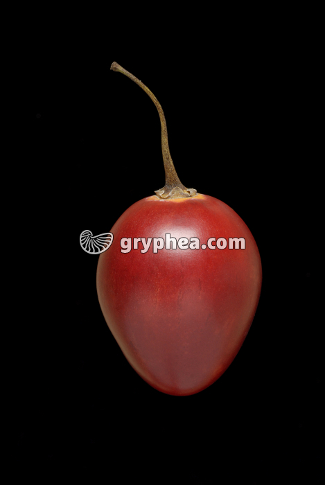 Tamarillo (Solanum betaceum) - gryphea.org